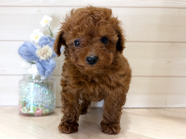 大阪府のトイプードル(ティーカップ) (ペッツファーストららぽーと門真店/2025年12月27日生まれ/男の子/レッド)の子犬の1枚目の画像