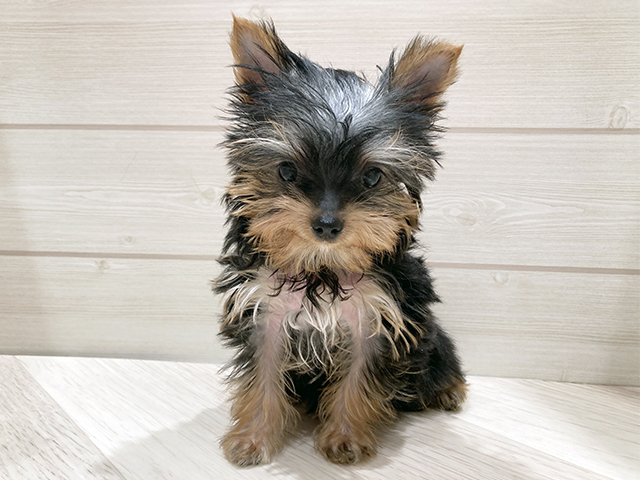 千葉県のヨークシャーテリア (ペッツファーストおゆみ野店/2025年12月1日生まれ/男の子/スチールブルータン)の子犬