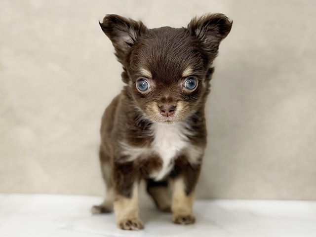 東京都のチワワ(ロング) (ペッツファーストららぽーと立川立飛店/2025年12月28日生まれ/女の子/チョコレートタンホワイト)の子犬の1枚目の画像