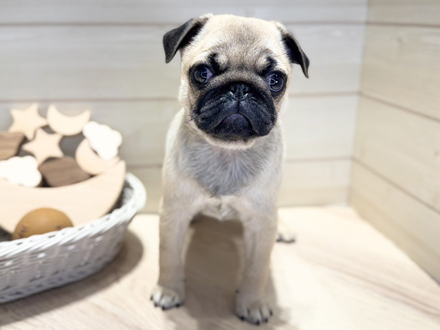 パグ, 性別 男の子, 誕生日 2025/12/26, 毛色 フォーン, 出身 熊本県, 店舗 高崎店(群馬県), お問い合わせ番号 2535841