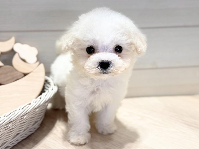 群馬県のビションフリーゼ (ペッツファースト高崎店/2025年12月24日生まれ/女の子/ホワイト)の子犬の1枚目の画像