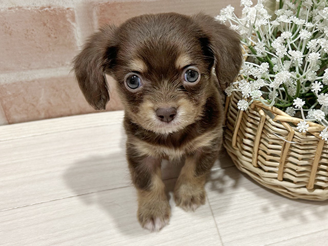 東京都のチワックス(チワワ×ダックス) (ペッツファースト町田店/2025年12月29日生まれ/男の子/チョコレートタン)の子犬