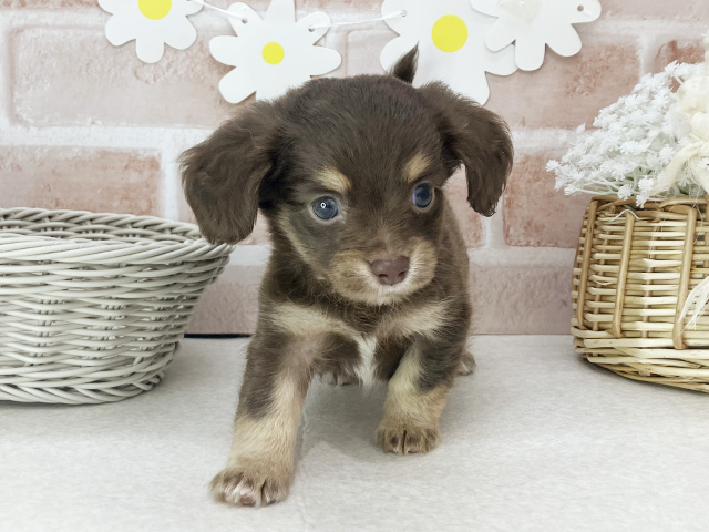 東京都のチワックス(チワワ×ダックス) (ペッツファーストお台場店/2025年12月29日生まれ/女の子/チョコレートタン)の子犬