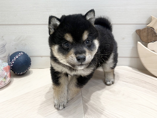 広島県の豆柴 (ペッツファースト広島府中店/2025年12月28日生まれ/男の子/黒)の子犬