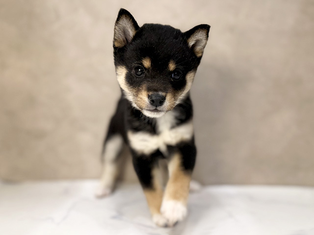 東京都の豆柴 (ペッツファーストららぽーと立川立飛店/2025年12月28日生まれ/女の子/黒)の子犬の1枚目の画像