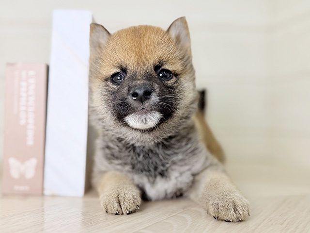 大阪府の豆柴 (ペッツファースト寝屋川店/2025年12月29日生まれ/男の子/赤)の子犬の1枚目の画像