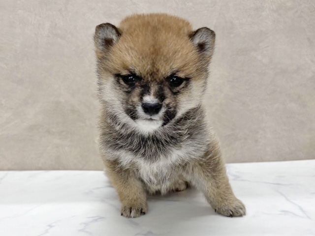 東京都の豆柴 (ペッツファースト八王子多摩美大前店/2025年12月29日生まれ/男の子/赤)の子犬