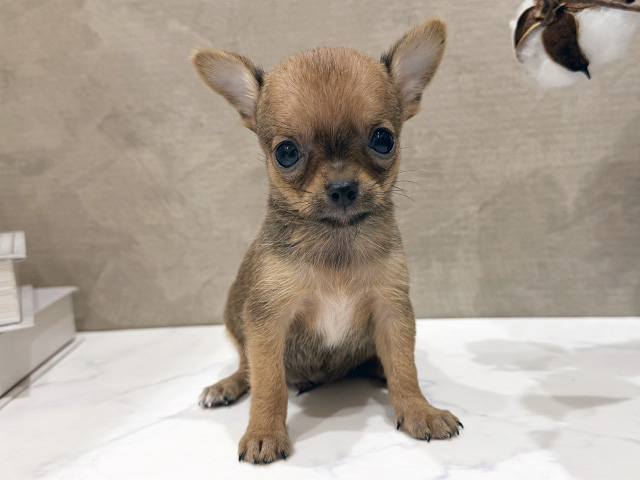 大阪府のチワワ(スムース) (ペッツファースト難波店/2025年12月29日生まれ/男の子/フォーンセーブル)の子犬の1枚目の画像