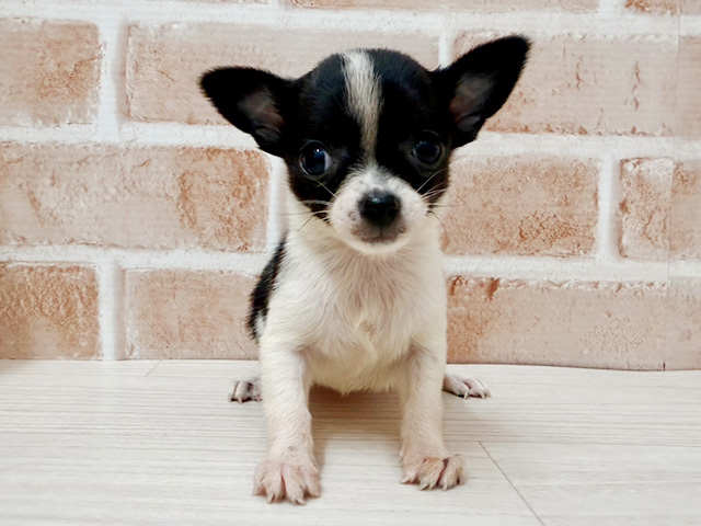 大阪府のチワワ(スムース) (ペッツファースト茨木店/2025年12月29日生まれ/女の子/ブラックホワイト)の子犬の1枚目の画像