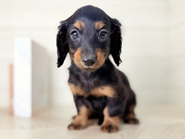大阪府のミニチュアダックスフンド(ロング) (ペッツファースト寝屋川店/2025年12月28日生まれ/女の子/ブラックタン)の子犬の1枚目の画像