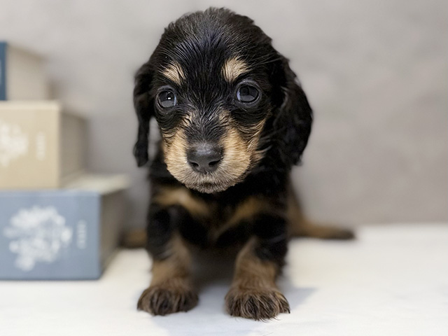 ミニチュアダックスフンド