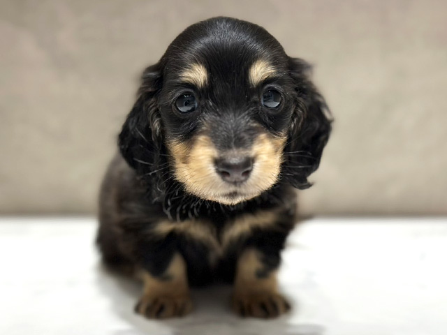 大阪府のミニチュアダックスフンド(ロング) (ペッツファースト心斎橋本店/2025年12月28日生まれ/男の子/ブラックイエロー)の子犬の1枚目の画像