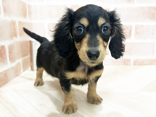 愛知県のミニチュアダックスフンド(ロング) (ペッツファースト長久手店/2025年12月28日生まれ/女の子/ブラックイエロー)の子犬の1枚目の画像