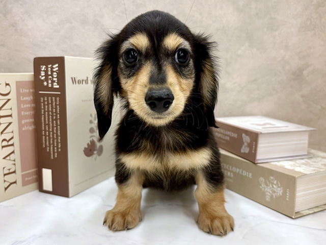 奈良県のミニチュアダックスフンド(ロング) (ペッツファースト橿原店/2025年12月29日生まれ/男の子/ブラックタン)の子犬の1枚目の画像