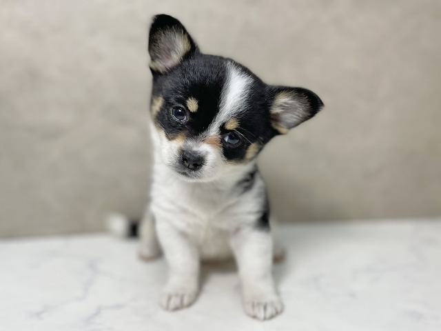 ウェルシュコーギーペンブロークミックス