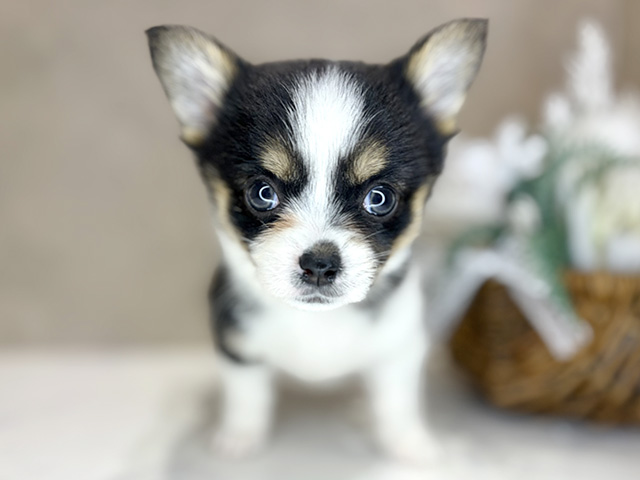 大阪府のチワコーギー(チワワ×コーギー) (ペッツファースト茶屋町店/2025年12月29日生まれ/女の子/トライカラー)の子犬の1枚目の画像