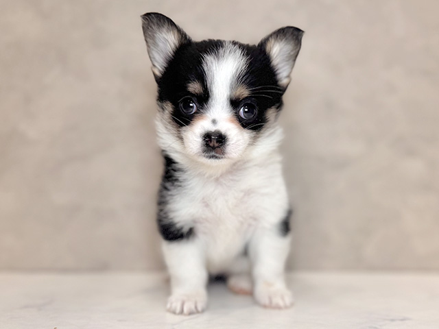 ウェルシュコーギーペンブロークミックス