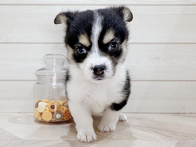 兵庫県のチワコーギー(チワワ×コーギー) (ペッツファースト神戸元町店/2025年12月29日生まれ/男の子/トライカラー)の子犬
