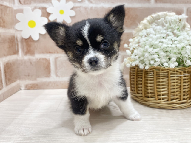 福岡県のチワコーギー(チワワ×コーギー) (ペッツファースト筑紫野店/2025年12月29日生まれ/男の子/トライカラー)の子犬の1枚目の画像