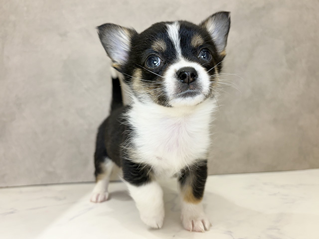 京都府のチワコーギー(チワワ×コーギー) (ペッツファースト京都四条河原町店/2025年12月29日生まれ/男の子/トライカラー)の子犬の1枚目の画像