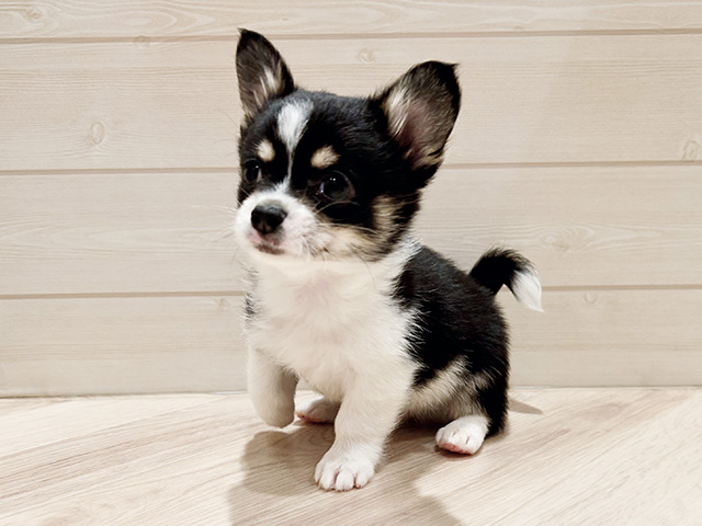 東京都のチワコーギー(チワワ×コーギー) (ペッツファースト豊洲店/2025年12月29日生まれ/男の子/トライカラー)の子犬の1枚目の画像