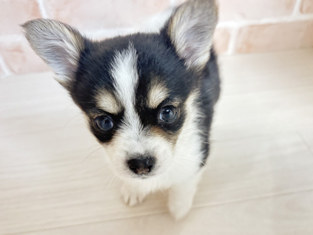 ウェルシュコーギーペンブロークミックス