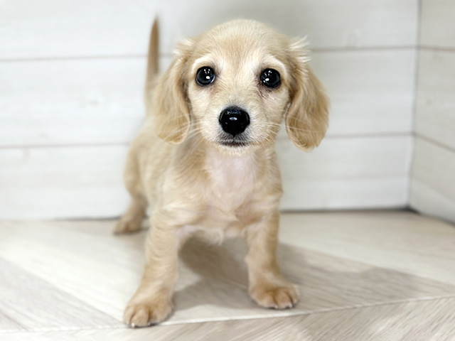 大阪府のミニチュアダックスフンド(ロング) (ペッツファースト梅田店/2025年12月25日生まれ/男の子/イエロー)の子犬の1枚目の画像