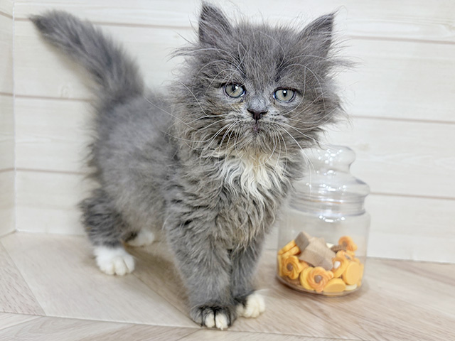 兵庫県のラガマフィン (ペッツファースト神戸元町店/2025年12月27日生まれ/女の子/ブルータビーホワイト)の子猫