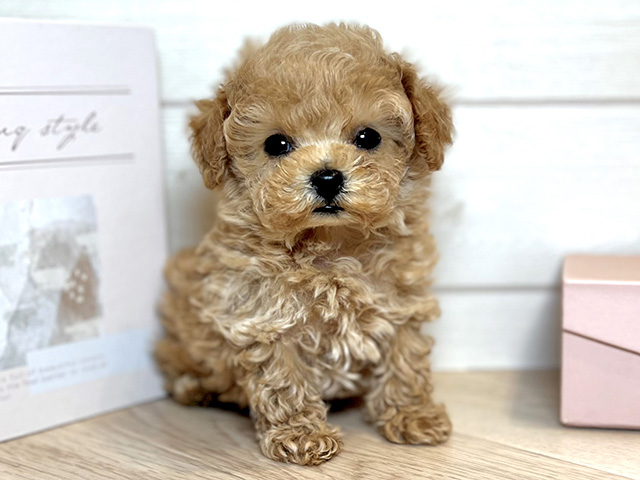 東京都のトイプードル(ロイヤルティーカップ) (ペッツファースト麻布十番店/2025年12月29日生まれ/男の子/アプリコット)の子犬の1枚目の画像