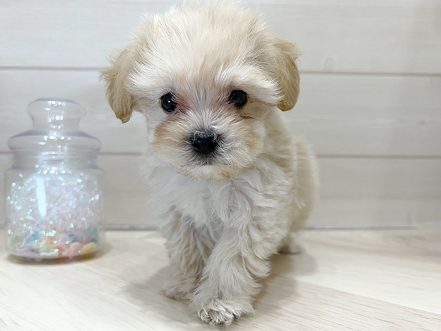 大阪府のマルプー(マルチーズ×プードル) (ペッツファーストららぽーと門真店/2025年12月29日生まれ/男の子/クリーム)の子犬