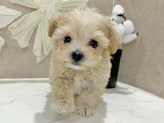 兵庫県のマルプー(マルチーズ×プードル) (ペッツファースト神戸三宮センター街店/2025年12月29日生まれ/男の子/アプリコット)の子犬