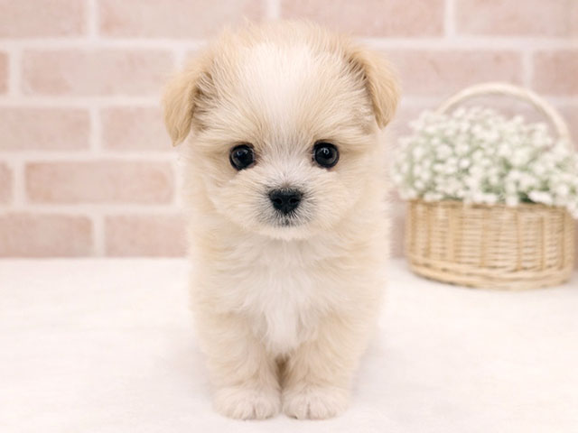 東京都のポメマル/マルポメ(ポメラニアン×マルチーズ) (ペッツファースト広尾店/2025年12月28日生まれ/女の子/クリームホワイト)の子犬の1枚目の画像