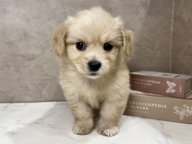 ミニチュアダックスフンドミックス