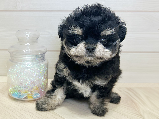 広島県のチワプー/プーチー(チワワ×プードル) (ペッツファースト広島祇園店/2025年12月28日生まれ/男の子/ブラッククリーム)の子犬