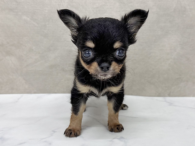 東京都のチワワ(ロング) (ペッツファースト八王子多摩美大前店/2025年12月29日生まれ/女の子/ブラックタン)の子犬