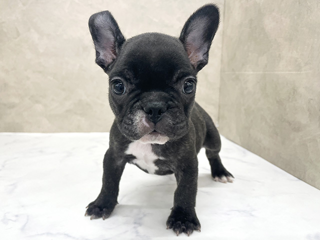 東京都のフレンチブルドッグ (ペッツファースト八王子多摩美大前店/2025年12月29日生まれ/男の子/ブリンドルホワイト)の子犬の1枚目の画像