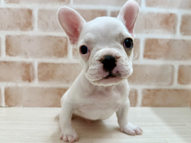 フレンチブルドッグ