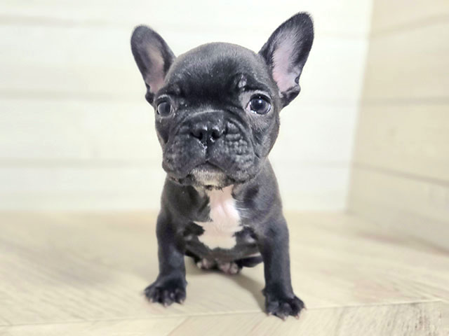 フレンチブルドッグ