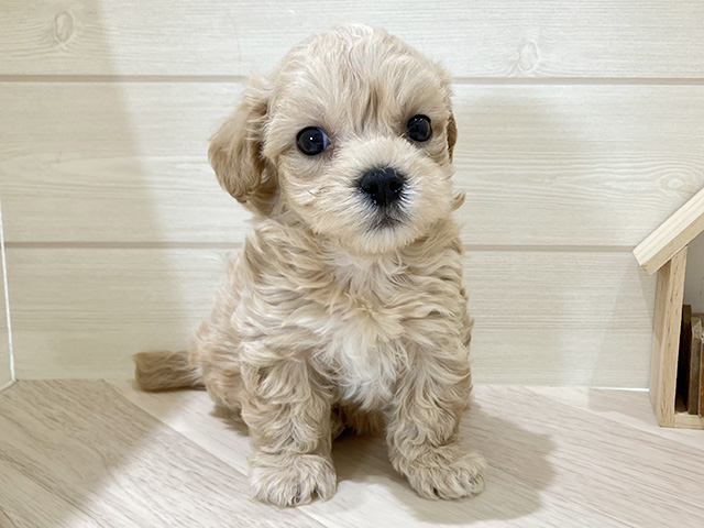 鳥取県のマルプー(マルチーズ×プードル) (ペッツファースト日吉津店/2025年12月28日生まれ/男の子/アプリコット)の子犬の1枚目の画像