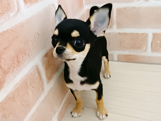 埼玉県のチワワ(スムース) (ペッツファースト春日部店/2025年11月14日生まれ/女の子/ブラックタンホワイト)の子犬の1枚目の画像