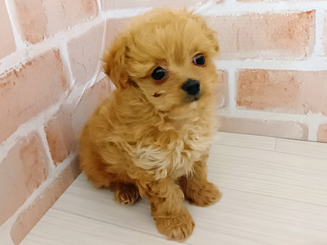 埼玉県のチワプー/プーチー(チワワ×プードル) (ペッツファースト春日部店/2025年12月25日生まれ/女の子/アプリコット)の子犬の1枚目の画像