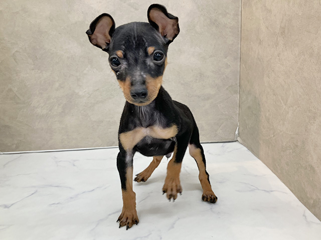 長野県のミニチュアピンシャー (ペッツファースト須坂店/2025年12月29日生まれ/男の子/ブラックタン)の子犬の1枚目の画像