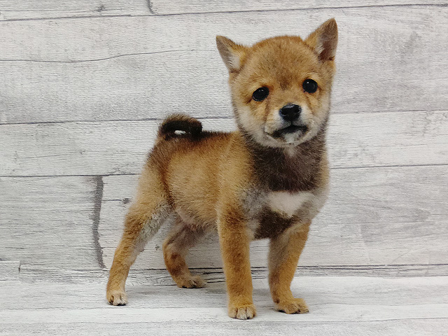 新潟県の豆柴 (ペッツファースト三条店/2025年12月3日生まれ/男の子/赤)の子犬の1枚目の画像