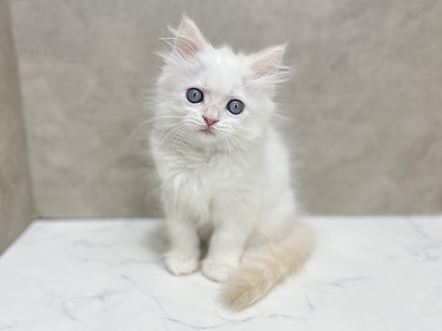 東京都のネヴァマスカレード (ペッツファースト池袋店/2025年12月30日生まれ/男の子/ゴールデンリンクスポイント)の子猫の1枚目の画像