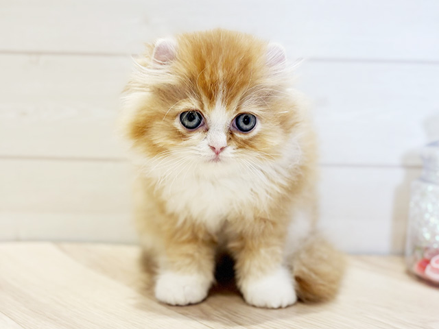 アメリカンカール