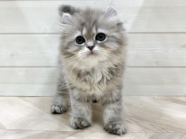 福岡県のアメリカンカール (ペッツファースト福岡天神店/2025年12月27日生まれ/女の子/ブルータビー)の子猫