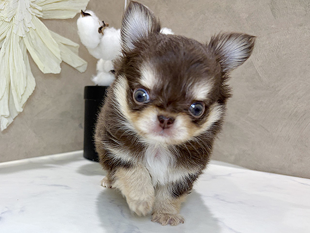 兵庫県のチワワ(ロング) (ペッツファースト神戸三宮センター街店/2025年12月30日生まれ/男の子/チョコレートクリーム)の子犬