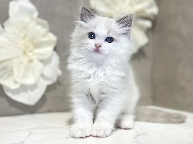 東京都のラグドール (ペッツファースト下北沢店/2025年12月30日生まれ/女の子/ブルーポイントバイカラー)の子猫の1枚目の画像
