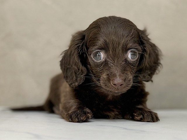 カニヘンダックスフンド