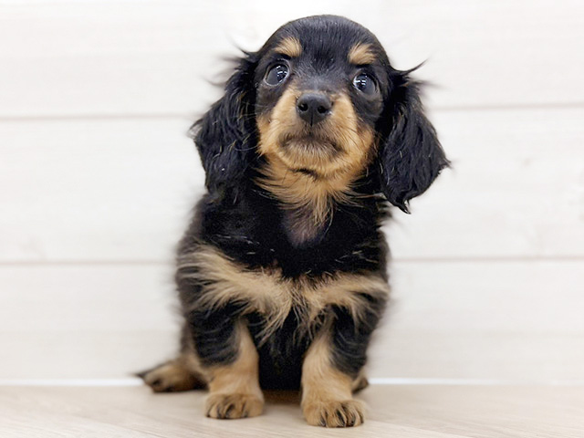 埼玉県のカニンヘンダックスフンド(ロング) (ペッツファースト上尾店/2025年12月29日生まれ/女の子/ブラックタン)の子犬の1枚目の画像